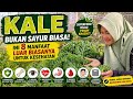 Kale Bukan Sayur Biasa! Ini 8 Manfaat Luar Biasanya untuk Kesehatan