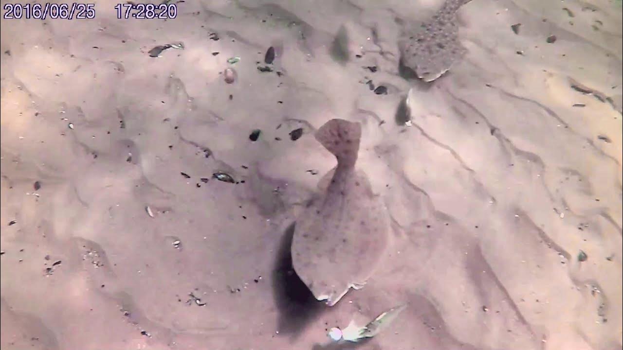 fluke fish summer flounder feeding behavior YouTube