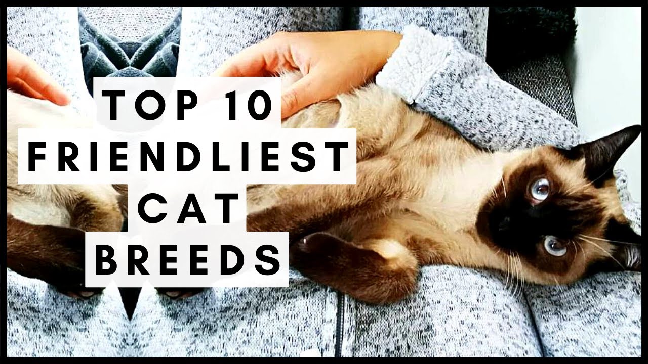 Top 10 Friendliest Cat Breeds — Pumpkin®