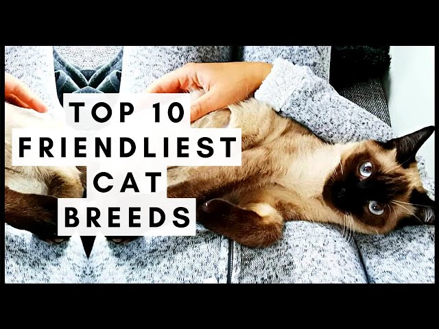 Top 10 Friendliest Cat Breeds — Pumpkin®