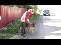 Как отучить? Немецкая овчарка Рада (5 лет) лает на собак и автомобили