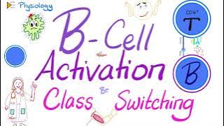 B-Cell Activation and Class Switching | Co-stimulatory Signal  |  Immunology |  Physiology Series