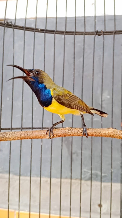 suara burung sogon prestasi #pancingansogokotong #shortvideo