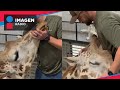 Quiropráctico se viraliza por ajustar el cuello de la jirafa Jerry