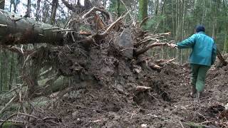 Tempête au rucher