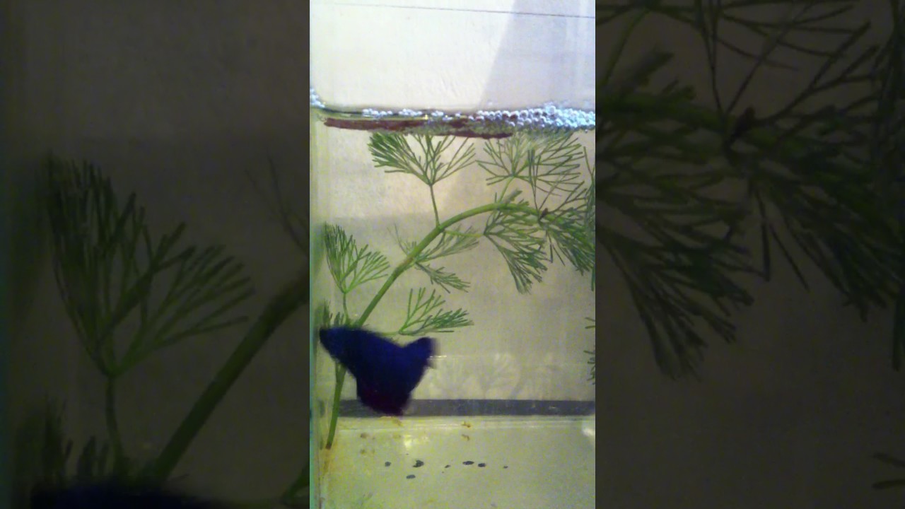 camera iphone 8 plus apk ปลากัดก่อหวอด My betta's making bubble nest