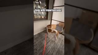 Some Dogs Have Very Important Jobs! Meet Goosey a NYC Bed Bug Dog!