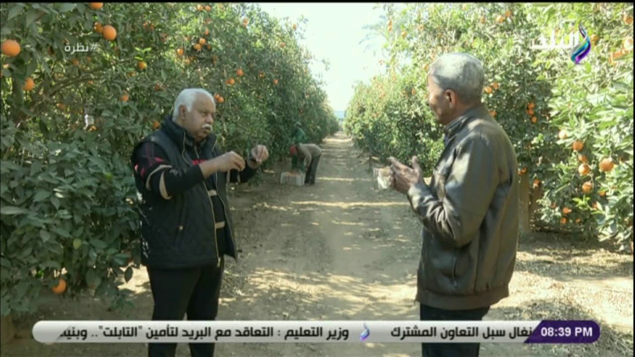 نظرة - مزارع يكشف أنواع محاصيل البرتقال المصري وطرق الفرق بينهم