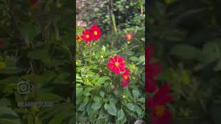 Dahlia’s zijn volop in bloei in onze Franse tuin.