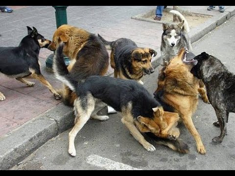 Vídeo: Abrigos De Animais Em Moscou