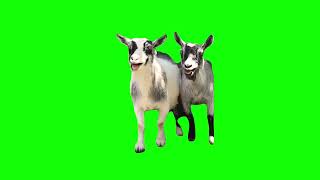 Green Screen Laughing Goats Meme