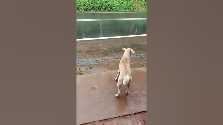 എന്നെ തട്ടിയ കാറിനെ എനിക്ക് കിട്ടിയേ മതിയാകൂ വിടില്ല ഞാൻ
