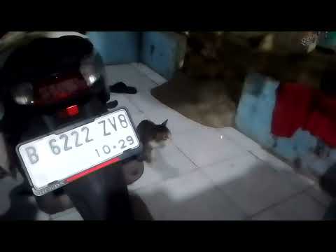 satu betina tiga jantan🤭 kucing jalanan #frenblack #catlover #mang212 #kucing @mang Ade channel