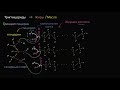 Молекулярная структура триглицеридов (жиров) (видео 5)| Макромолекулы | Биология