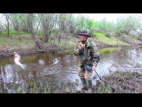 НАШЛИ РУЧЕЙ ГДЕ ЕСТЬ РЫБА / ЛОВИМ ЩУКУ И ОКУНЯ НА СПИННИНГ / РЫБАЛКА НА СЕВЕРЕ РЕСПУБЛИКИ КОМИ.