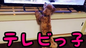 テレビを見る犬 Youtube