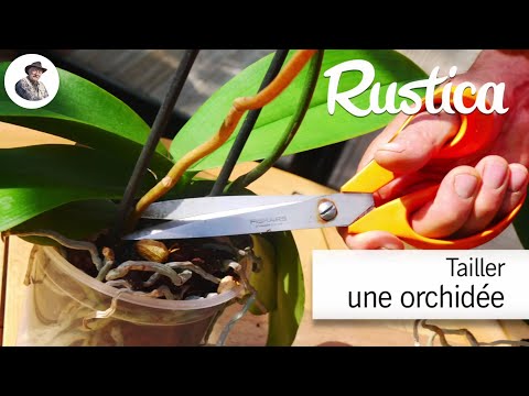 Vidéo: Orchidée : soins à domicile, reproduction, greffe