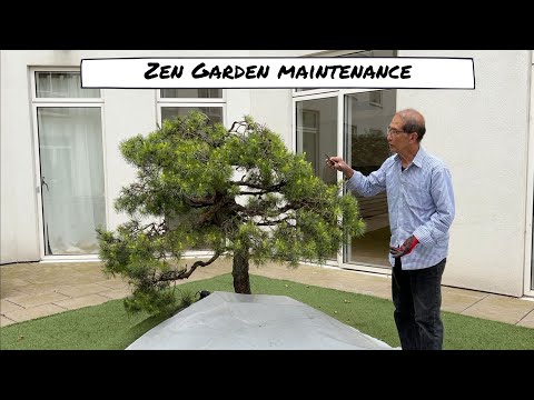 Zen Bonsai Garden - Garden of Tranquillity 