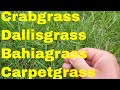 crabgrass, dallisgrass, bahiagrass, carpetgrass identification and control
