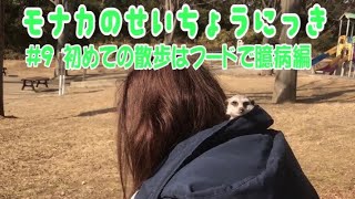 【ミーアキャット】モナカちゃん、初めてのお散歩の巻♪