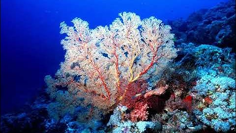 سورة الزمر بصوت القارئ هشام المحيميد