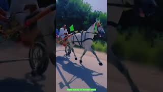 Subscribe My Channel For Best Horse Riding Videoshorse 