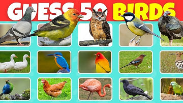 Bird Quiz: Guess The Bird - Video Game 🦉🦆🦇| 50 Bird Guess Quiz | Easy to Impossible Level |