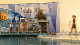 Dolphin and walrus show