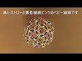 室内を浄化し幸運をもたらすと言われるバッキーボールを作ってみました