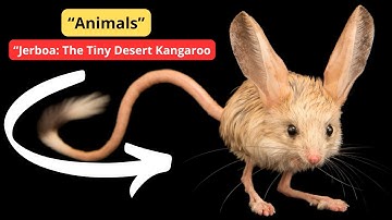 “Jerboa: The Tiny Desert Kangaroo | Amazing Facts About This Nocturnal Rodent”