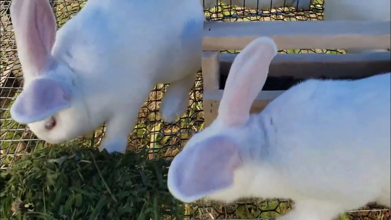 Feeding Rabbits Grass Clippings YouTube