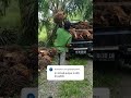 Harga sawit di pulau pisang, Kalimantan Tengah Rp.3.600/kg di pabrik #sawit #hargasawit