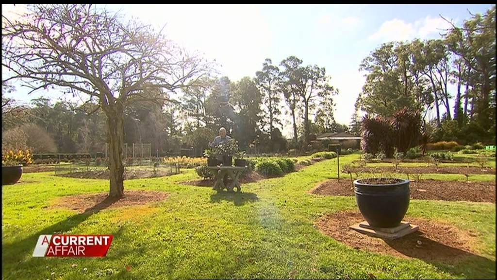 Daphne Perfume Princess on A Current Affair, July 2015