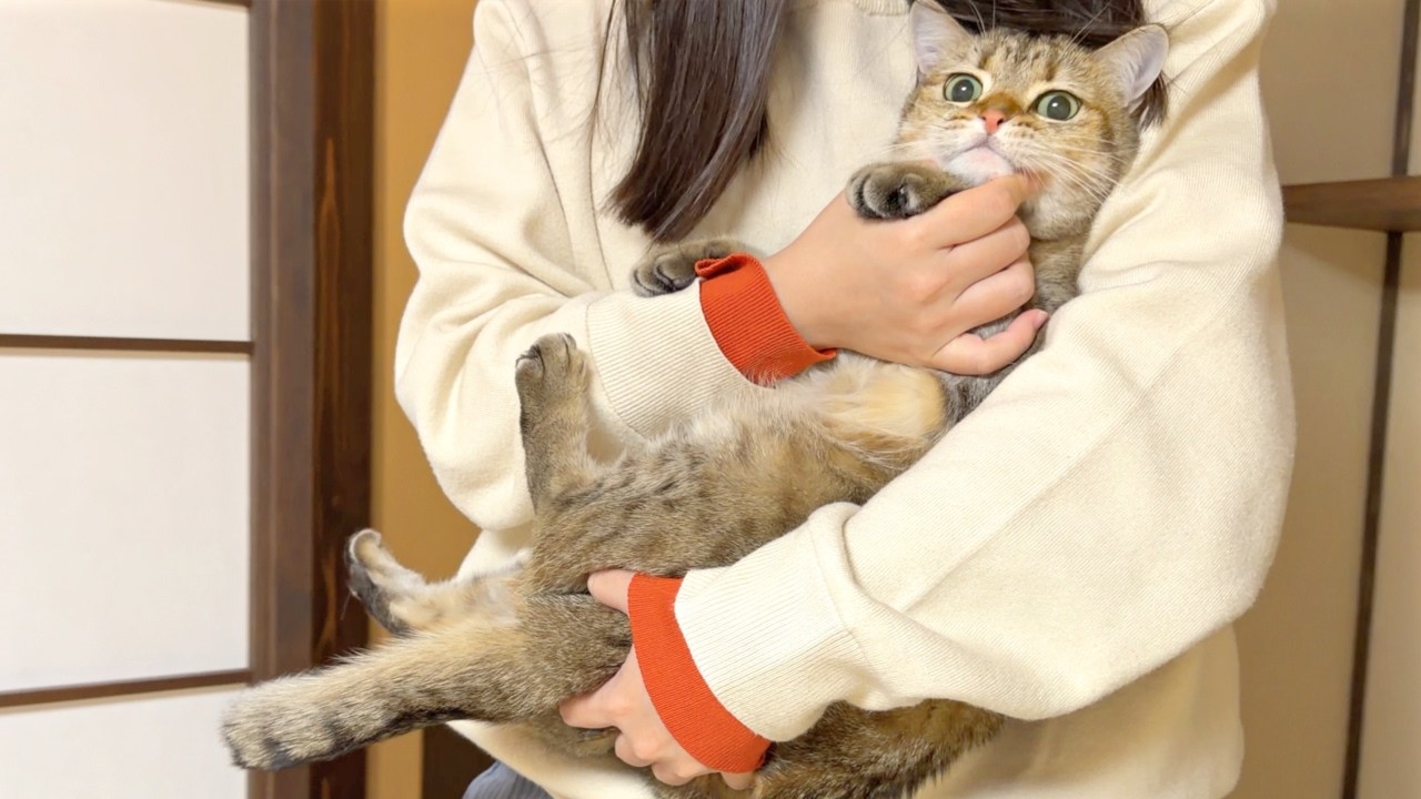 猫と和室に避難したら不満が爆発して大変でした…