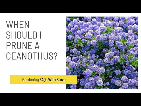 Video: Waar wordt ceanothus voor gebruikt?