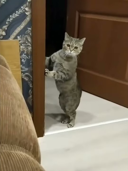 story wa kucing lucu !!! NGAKAK 🤣🤣