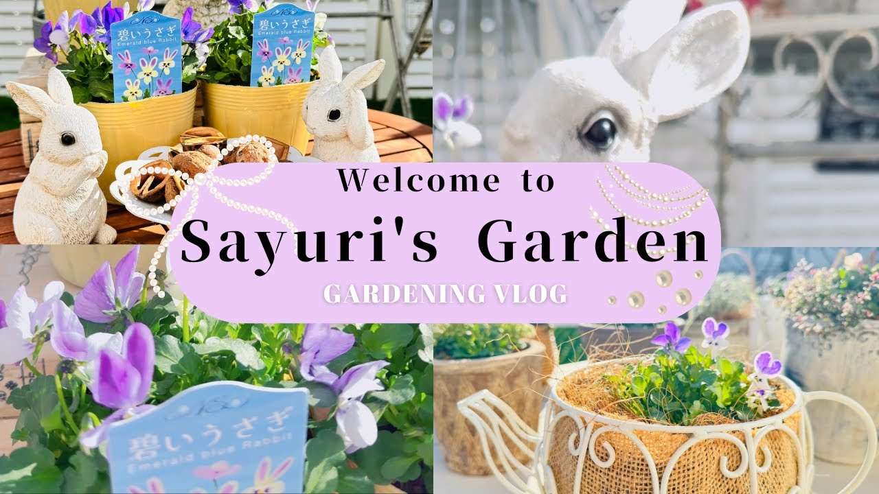 #3 ≪ビオラ･蒼いうさぎの植え付け≫～コウロギノブコさん育種ビオラ～