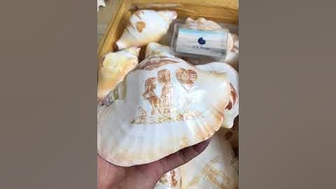 Ốc Bàn Ủi hoạ tiết nguyên liệu làm đèn ngủ - MỸ NGHỆ ỐC BIỂN