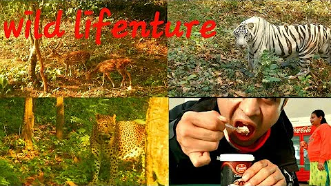 Video 3703881: wild bengal, bengal explorer, bengal fun, white tiger, cat