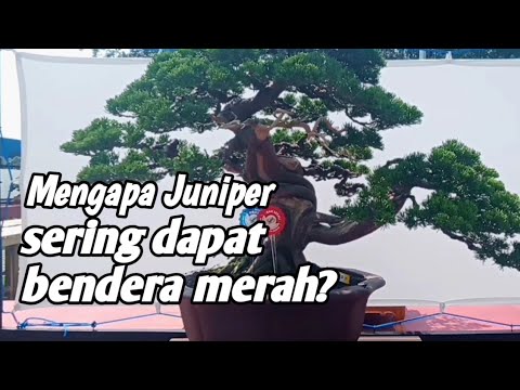 Video: Pohon apa yang ada di keluarga juniper?