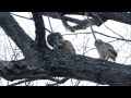 A Great Horned Owl Feeding Her Babies