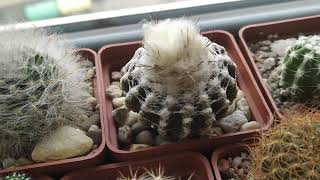 видео: Коллекция кактусов и суккулентов.Обзор от 18 сентября. картинка: Коллекция кактусов и суккулентов.Обзор от 18 сентября.