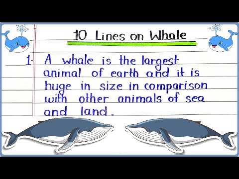 meaning of the essay in the whale