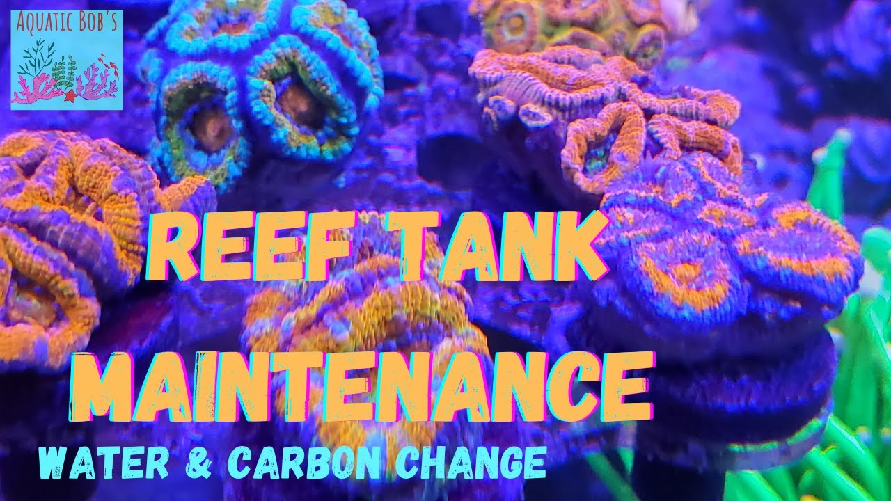 Reef Tank Maintenance Water Change & Changing Carbon YouTube