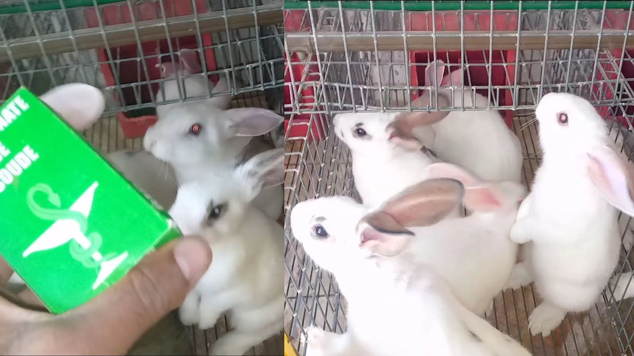 علاج إنتفاخ البطن والغازات عند الارانب