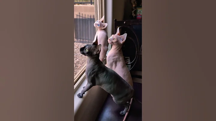 Watch the video about They just wanna have fun #kong #princesspeach #podo #jgfam #fun #cute #sphynx