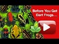 Before You Get Dart Frogs