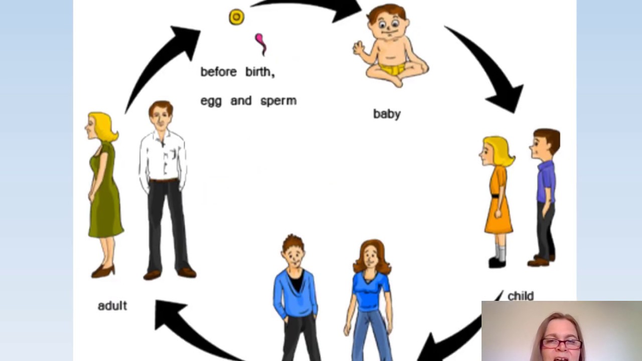 Explain The Human Life Cycle