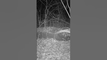 Fox Vocalizations: Vixen Scream (4K)