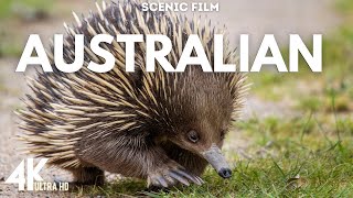 Animals in Australia 4k Ultra Hd Scenic Wild Animals